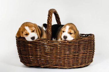 Beagle köpeğinin iki safkan yavrusu oynaşıyor ve stüdyoda beyaz bir arka planda oynuyorlar..