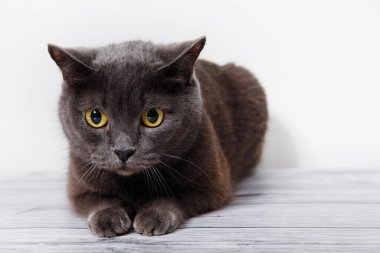 Sarı gözlü gri İngiliz kedisi beyaz arka planda yerde yatıyor..
