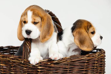 Beagle köpeğinin iki safkan yavrusu oynaşıyor ve stüdyoda beyaz bir arka planda oynuyorlar..