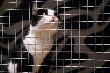 Sarı gözlü, siyah beyaz bir kedi. Bir hayvan kafesinde kilitli..