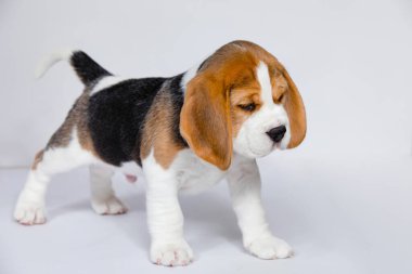 Stüdyoda beyaz bir arka planda safkan köpek yavrusu..