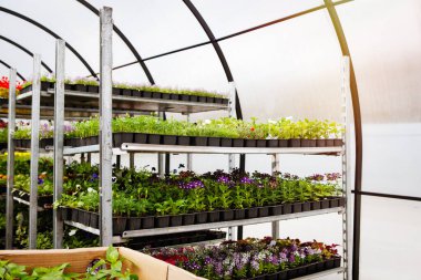 Çiçek arabasında saksıda tohumlar.