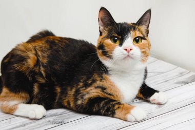 Görülen çok renkli kedi beyaz arka planda yerde yatıyor..