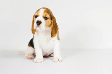 Beyaz arka planda köpek yavrusu.