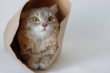 Gri kediler kağıt bir çantada oturur ve sarı yeşil gözlerle bakar.