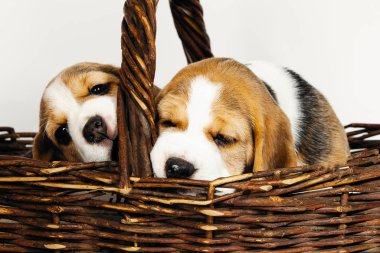 Beagle köpeğinin iki safkan yavrusu oynaşıyor ve stüdyoda beyaz bir arka planda oynuyorlar..