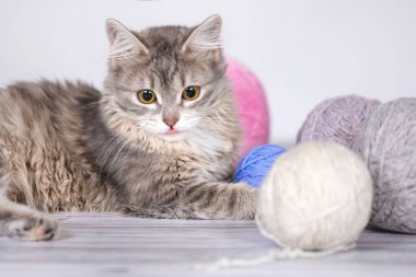 Yün yumaklarıyla oynayan sevimli kedi yavrusu. Mavi ve pembe iplik yumakları. Gri arka plan. Seçici yumuşak odak.