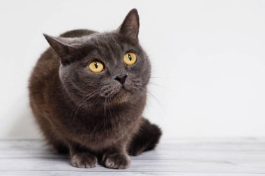 Sarı gözlü gri İngiliz kedisi beyaz arka planda yerde oturuyor..