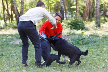Köpekler kavgaya tutuşur, insanlar yazın onları şehir parkında sakinleştirir..
