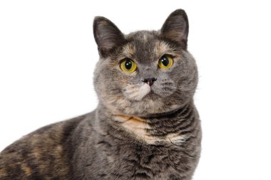 Gri kedi beyaz arka planda yerde oturuyor.