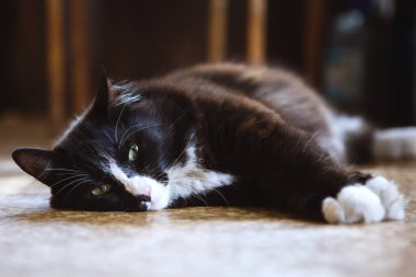 Siyah beyaz kedi yerde yatar ve kameraya bakar..