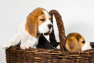 Beagle köpeğinin iki safkan yavrusu oynaşıyor ve stüdyoda beyaz bir arka planda oynuyorlar..
