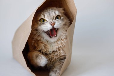 Wary gri kedi yırtıcı bir şekilde bir kesekağıdına sarımsı yeşil gözlerle baktı..