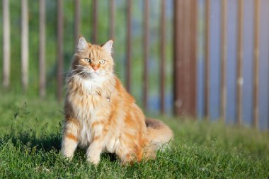 Kırmızı Maine Rakunu kedisi şehir parkındaki yeşil çimlerde oturur..
