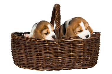 Beagle köpeğinin iki safkan yavrusu oynaşıyor ve stüdyoda beyaz bir arka planda oynuyorlar..