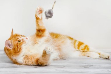 Beyaz kedili kızıl saçlı. Beyaz arka planda yerde bir fareyle oynuyor.