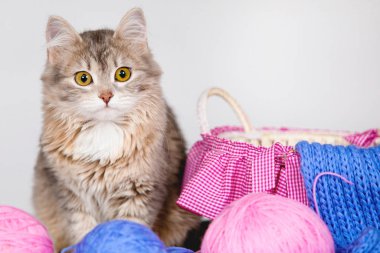 Yün ve sepetli şirin bir kedi yavrusu. Toplarda mavi ve pembe iplik ve örülmüş eşarplar. Gri arka plan. Seçici yumuşak odak.