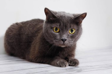 Sarı gözlü gri İngiliz kedisi beyaz arka planda yerde yatıyor..