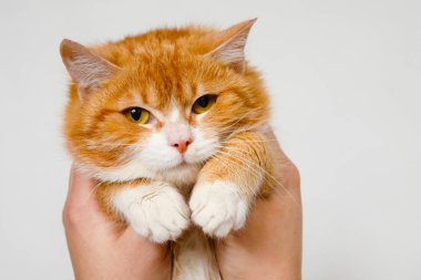 Beyaz arka planda katlanmış kırmızı-beyaz bir kedinin portresi.