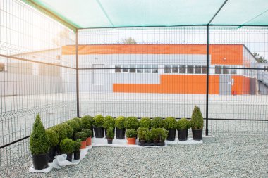 Arazi bitkileri, arborvitae ve selvi satan bir dükkan..