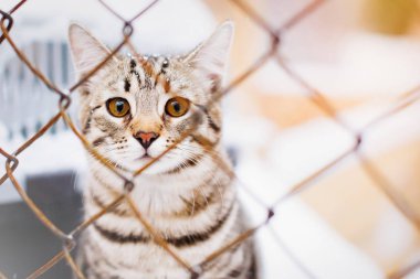 Barınaktaki kafesteki kedi. Çizgili kedi yavrusu ne yazık ki parmaklıklardan bakıyor..