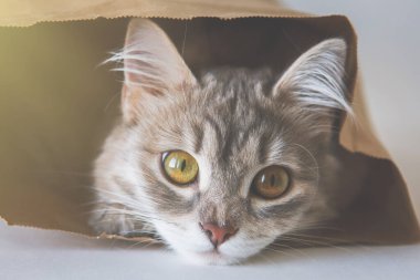 Şirin gri kedi kese kağıdında oturuyor ve sarı-yeşil gözlerle bakıyor..