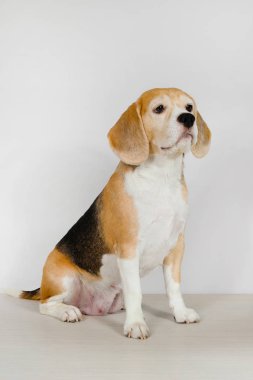 Safkan köpek Beagle soyu stüdyoda beyaz bir arka planda oturuyor..