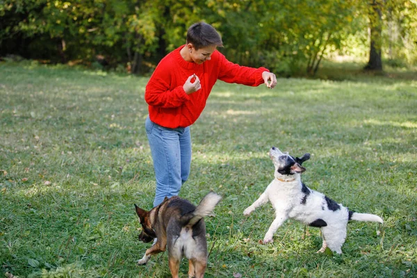 Молодая Женщина Играет Собаками Лужайке Летнем Парке — стоковое фото