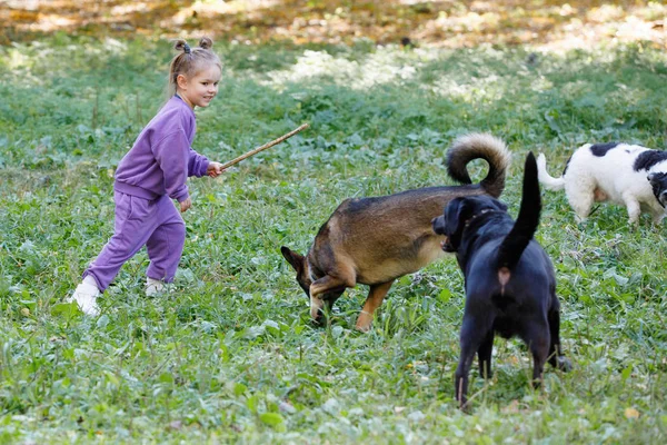 Menina Terno Roxo Com Cães Parque Cidade Verão — Fotografia de Stock