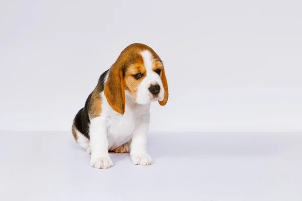 純血種の子犬の犬ビーグルはスタジオで白い背景に繁殖します — ストック写真