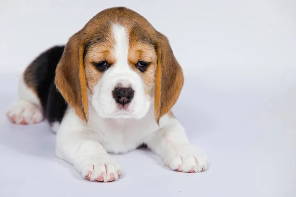 Filhote Cachorro Puro Raça Cão Beagle Fundo Branco Estúdio — Fotografia de Stock