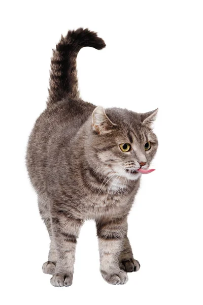 Gato Gris Rayado Para Sacó Lengua Levantando Cola Suelo Sobre — Foto de Stock