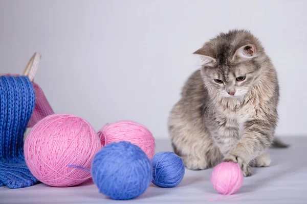 Cute kitten plays with balls of wool near the basket. Balls of blue and pink yarn. Gray background. Selective soft focus.