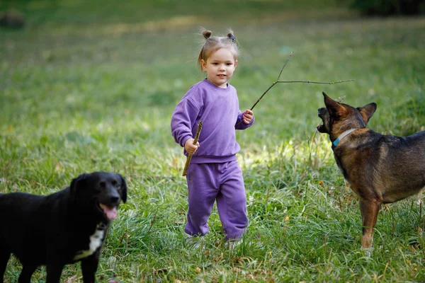 Menina Terno Roxo Com Cães Parque Cidade Verão — Fotografia de Stock