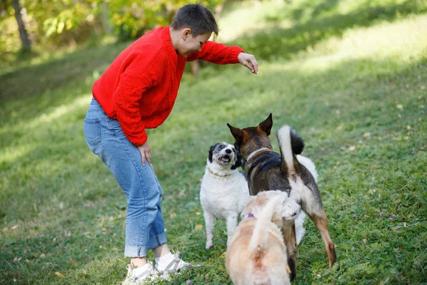 Mujer Joven Juega Con Perros Césped Parque Verano —  Fotos de Stock