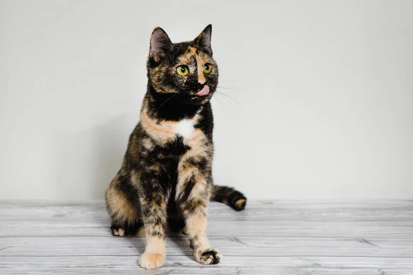 Motley Benekli Kedi Yerde Oturuyor Dilini Beyaz Bir Duvara Doğru — Stok fotoğraf