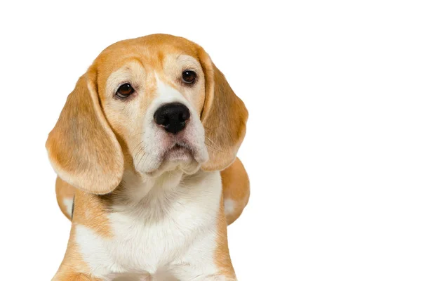 Purebred Beagle Fajta Kutya Fekszik Egy Fehér Háttér Stúdió — Stock Fotó