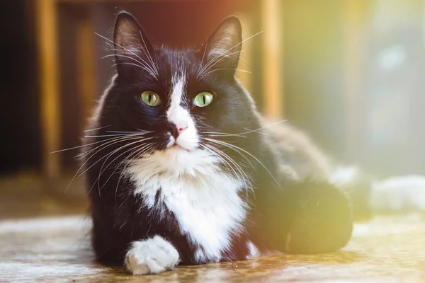 Zwart Witte Kat Ligt Grond Kijkt Naar Camera — Stockfoto