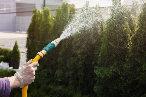 Gloved Hand with watering hose. Outdoor store selling landscape plants, arborvitae and cypress.