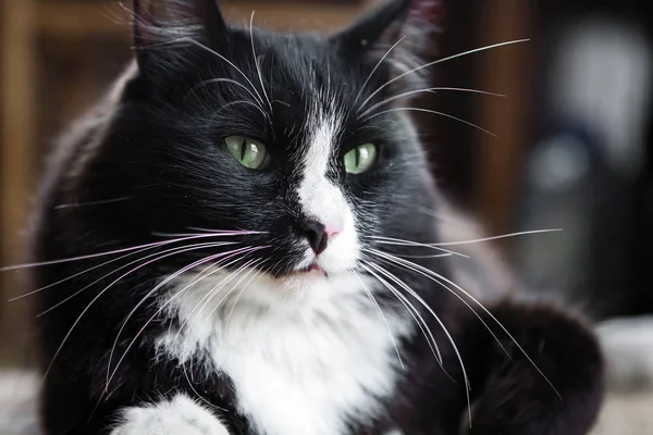 Gato Preto Branco Jaz Chão Olha Para Câmera — Fotografia de Stock