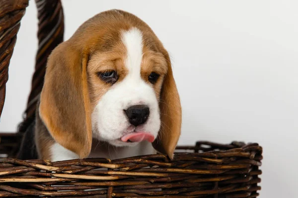 Shows Tongue Purebred Puppy Dog Beagle Breed White Background Studio — Stock Photo, Image