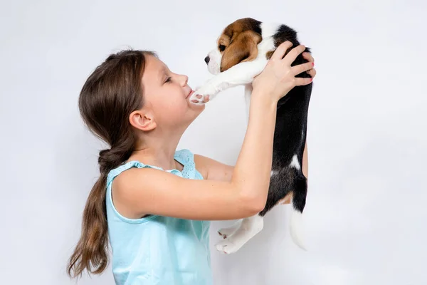 Menina Adolescente Segura Suas Mãos Filhote Cachorro Raça Beagle Fundo — Fotografia de Stock