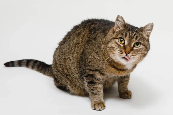 Gris Gato Tabby Miente Muestra Lengua Sobre Fondo Blanco Aislado — Foto de Stock