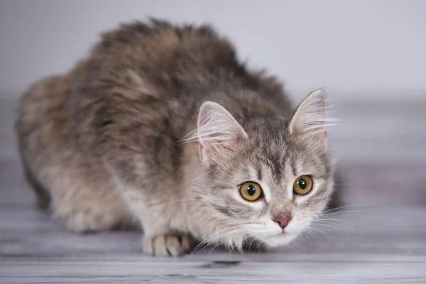 Cute Gray Fluffy Kitten Sitting Posing Camera Gray Background Selective — Stock Photo, Image