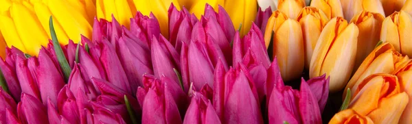 Tulipanes Rosados Amarillos Banner Panorámico Para Diseño Web —  Fotos de Stock