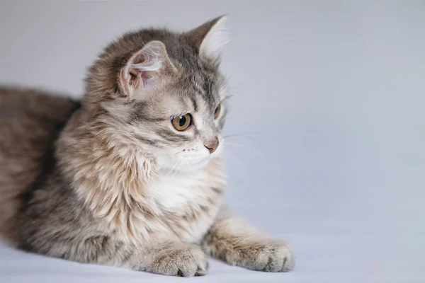 かわいい灰色のふわふわの子猫がカメラに座ってポーズをとっています 灰色の背景 選択的ソフトフォーカス — ストック写真