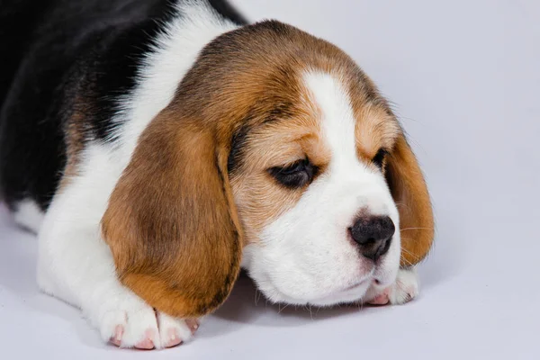 Fajtatiszta Kutyakölyök Beagle Fajta Fehér Alapon Stúdióban — Stock Fotó
