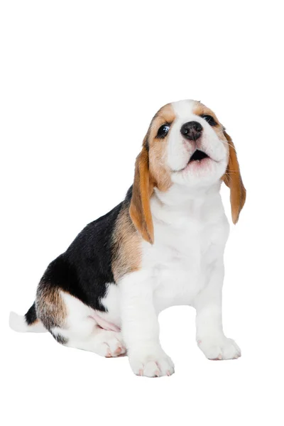 Ren Valp Beagle Hund Sitter Och Ylar Vit Bakgrund Studion — Stockfoto