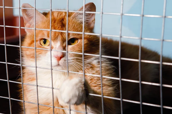 Flauschige Langhaarige Weiß Rote Katze Hält Ihre Pfote Einem Käfig — Stockfoto