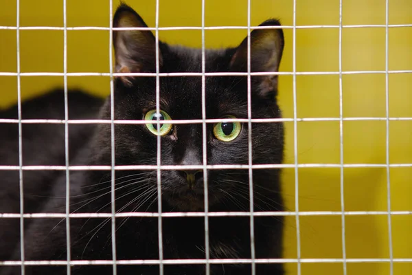 Black cat with yellow eyes locked in a cage in an animal cattery.